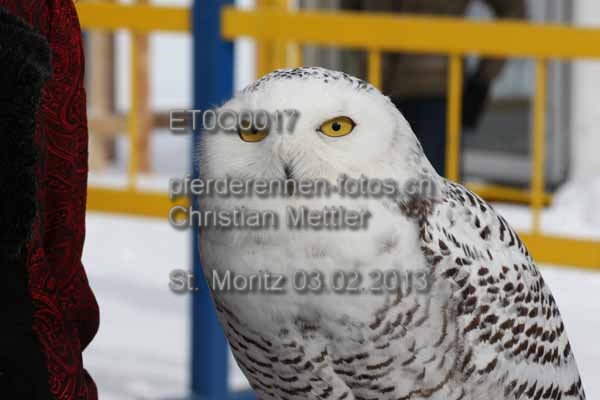 ET0Q0017 prot